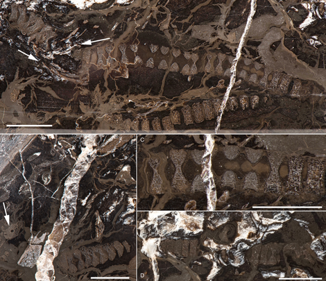 Some of the fossil detail.